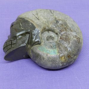 Ammonite Skull