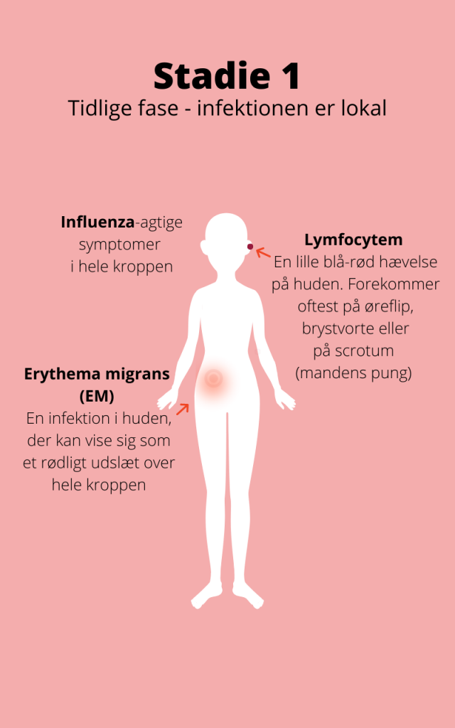 I lysken lymfekirtler Min søn