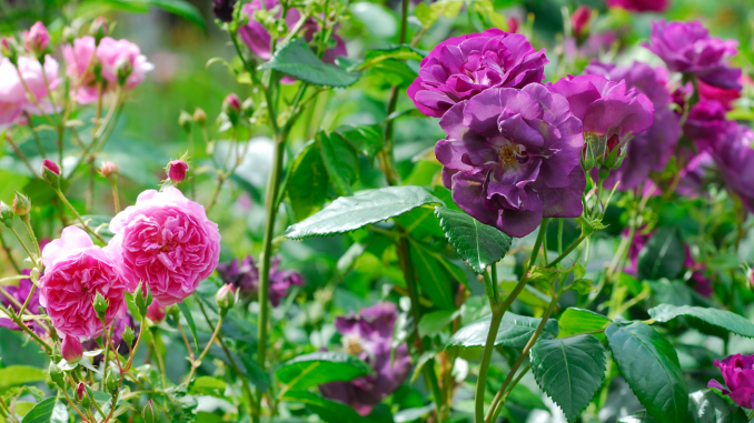 Rosa och lila rosor.