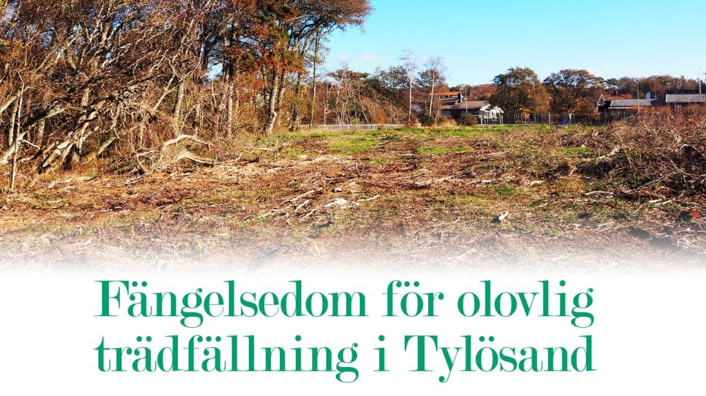 Fängelsedom för olovlig trädfällning i Tylösand
