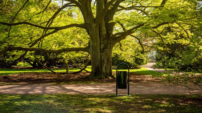 Stort träd i park