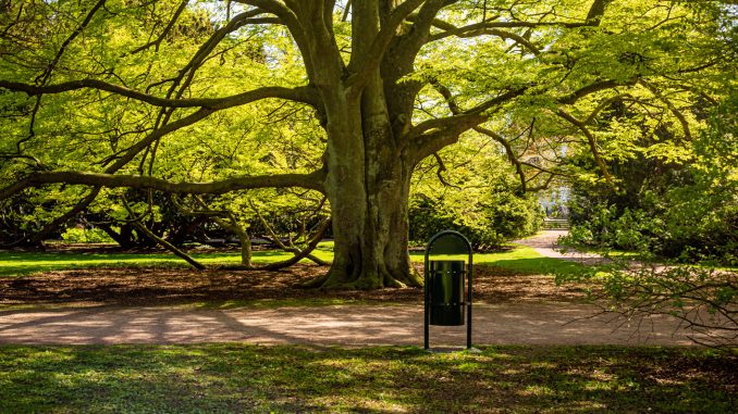 TL2204notis2 Stort träd i park