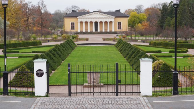 Under november har Statens fastighetsverk börjat ta bort de 50 år gamla granpyramiderna och granhäckarna i Botaniska trädgården i Uppsala. Foto: Frida Claesson