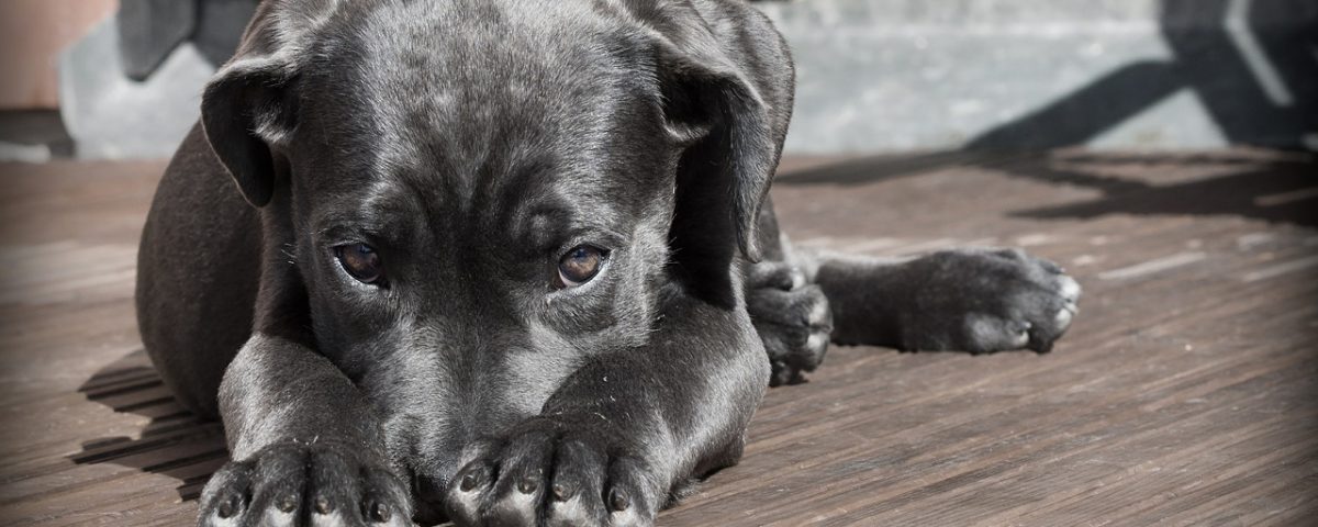 Warnung für Hundebesitzer - Tierarztpraxis Dr. Matthias Facharani