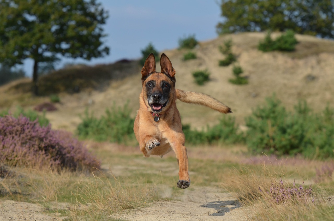 malinois-672839_1280