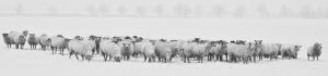 Tierpraxis Raguhn Schafe