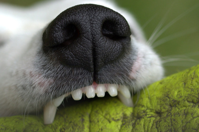 Service Zahnpflege für Hunde Tierarztpraxis Raguhn-Jeßnitz