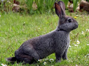 Kaninchen Tierarztpraxis Raguhn