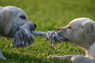 Junghunde Welpen Spielstunde Tierarztpraxis Raguhn Dr. S. Unglaube