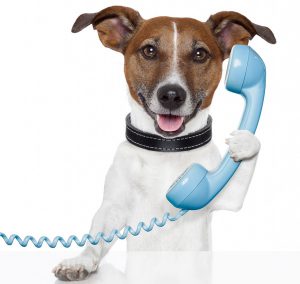 Telefon ServiceTelefon Tierarztpraxis Raguhn