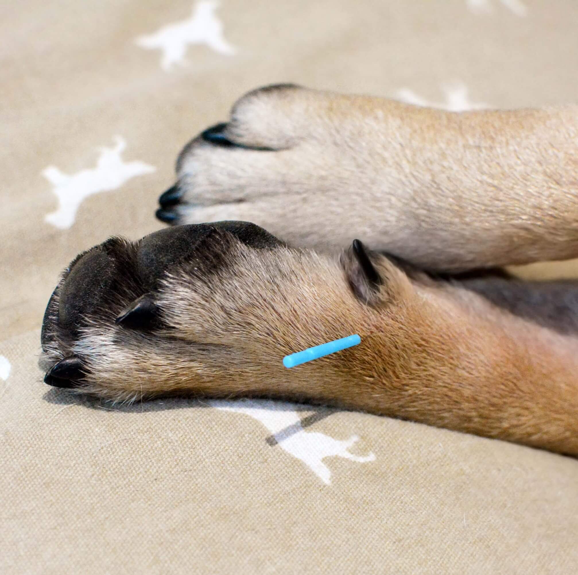 Akupunktur beim Hund