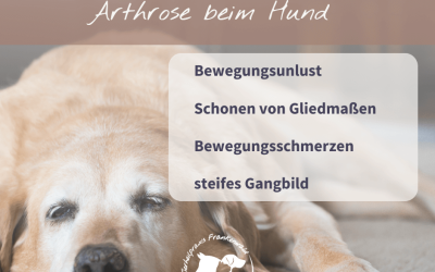 Arthrose beim Hund