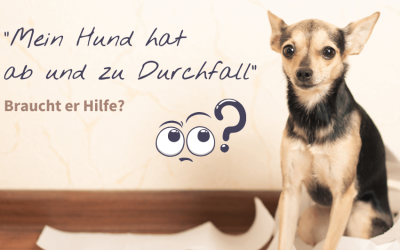 Durchfall beim Hund