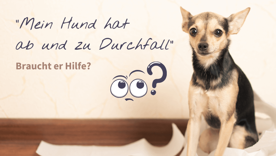 Durchfall beim Hund