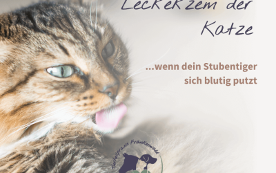 Leckekzem der Katze