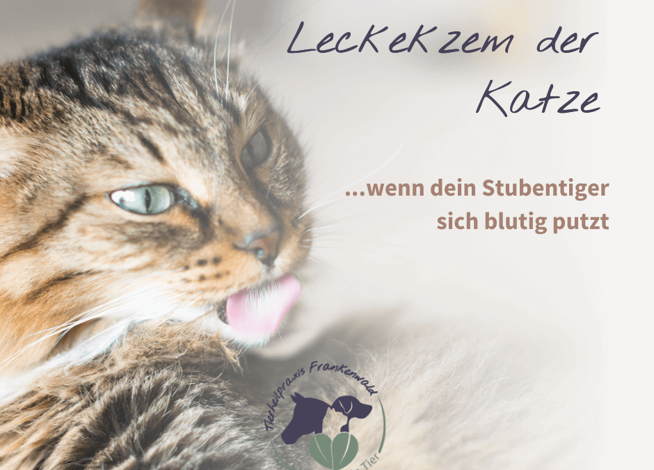 Leckekzem der Katze