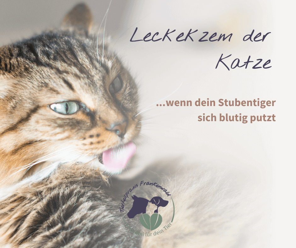 Leckekzem der Katze - wenn dein Stubentiger sich blutig putzt