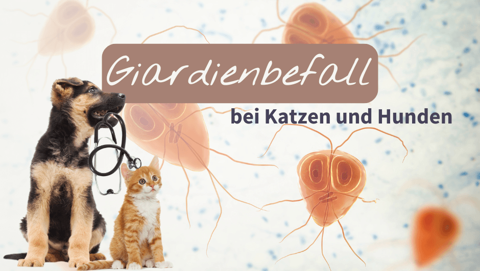 Giardienbefall bei Katzen und Hunden