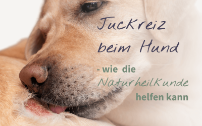 Juckreiz beim Hund: mögliche Ursachen und wie du deinem Hund nachhaltig helfen kannst