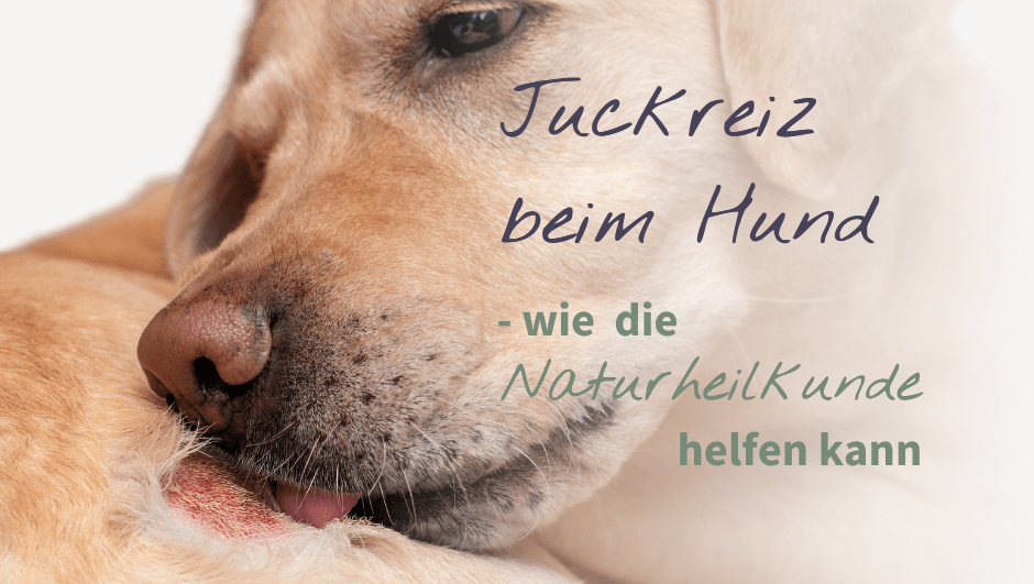 Hund leckt sich die Haut wund