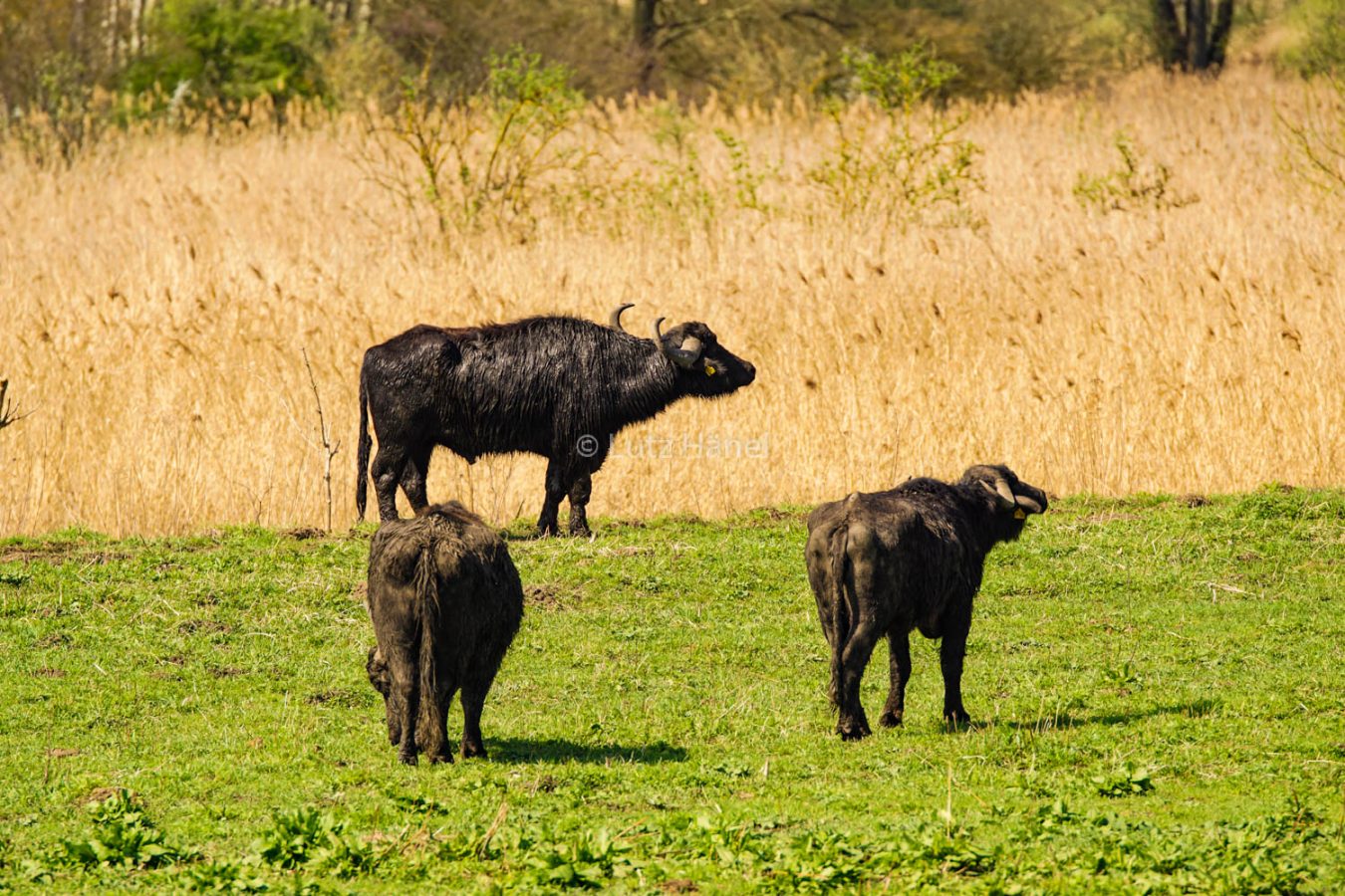 Mühlenbecker Land leben Wasserbüffel