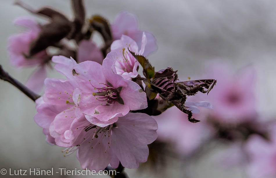 zur Frühlingszeit herrscht jedes Jahr im Frühjahr ein Hauch Japan in den Berlinerparks  - wilde Kischblüten – japanische Kirschblüten sind dort oft zu finden.
