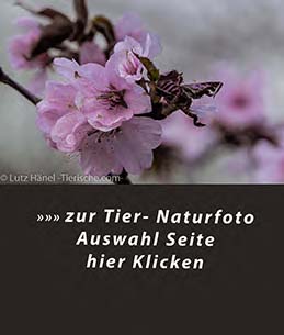 zur Frühlingszeit herrscht jedes Jahr im Frühjahr ein Hauch Japan in den Berliner Parks  - wilde Kischblüten – japanische Kirschblüten sind dort oft zu finden.