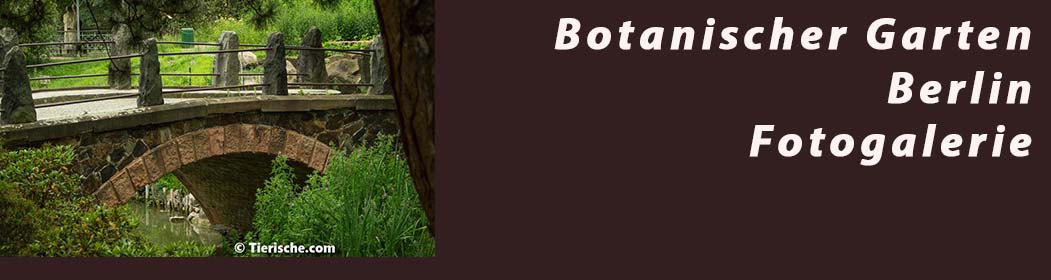 Botanischer Garten Berlin - Fotogalerie