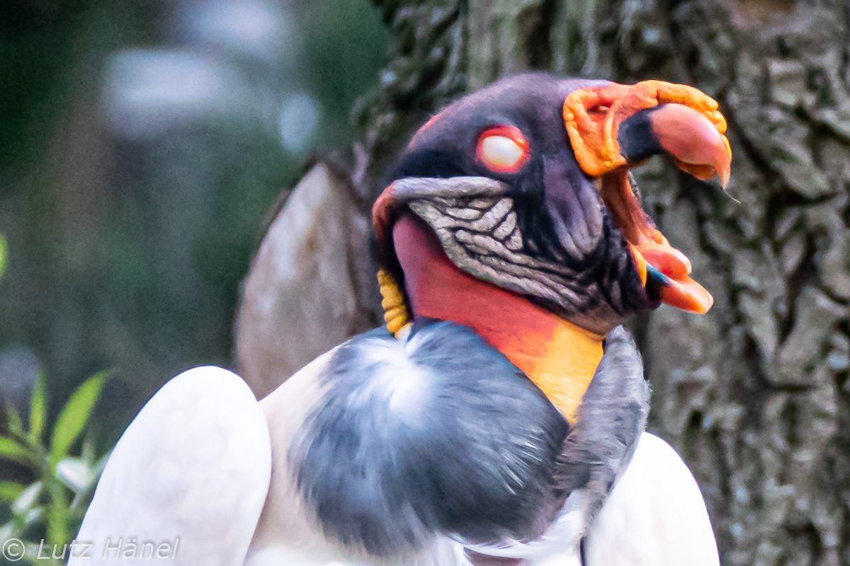 Königsgeier Portrait vorbei kommen es lohnt sich bin im Berliner Tierpark zufinden