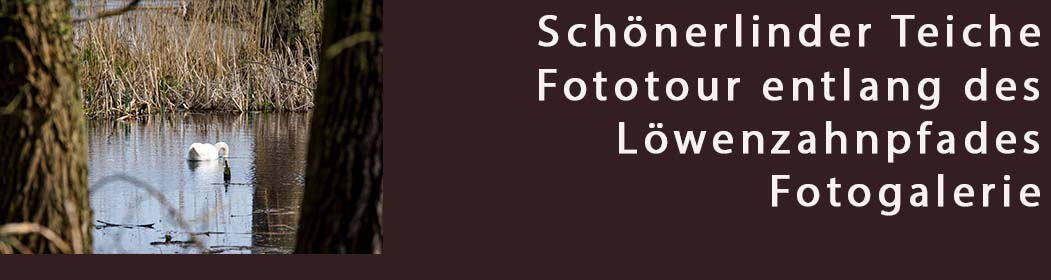 Frühling Foto Tour am Löwenzahnpfad entlang - Fotogalerie