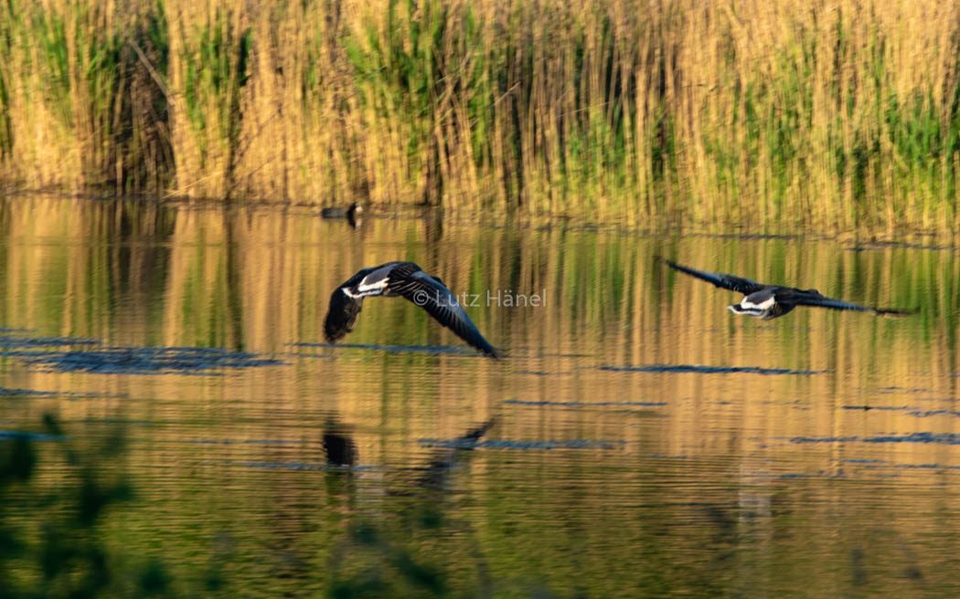 Kaower Teiche Vilfalt Berliner Naturschutz Gebiet