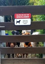 Hundebetreuung Hundepension, Hundesitter Pfaffenhofen, Tierbetreuung, Katzenbetreuung