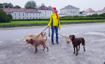 Hundebetreuung Hundepension, Hundesitter Pfaffenhofen, Tierbetreuung, Katzenbetreuung