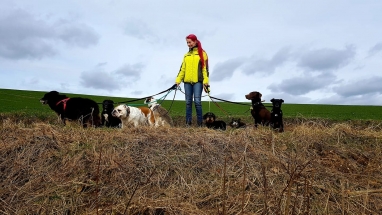 Hundebetreuung Hundepension, Hundesitter Pfaffenhofen