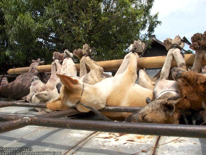 Hundefleischhandel – Tierschutz-Bali