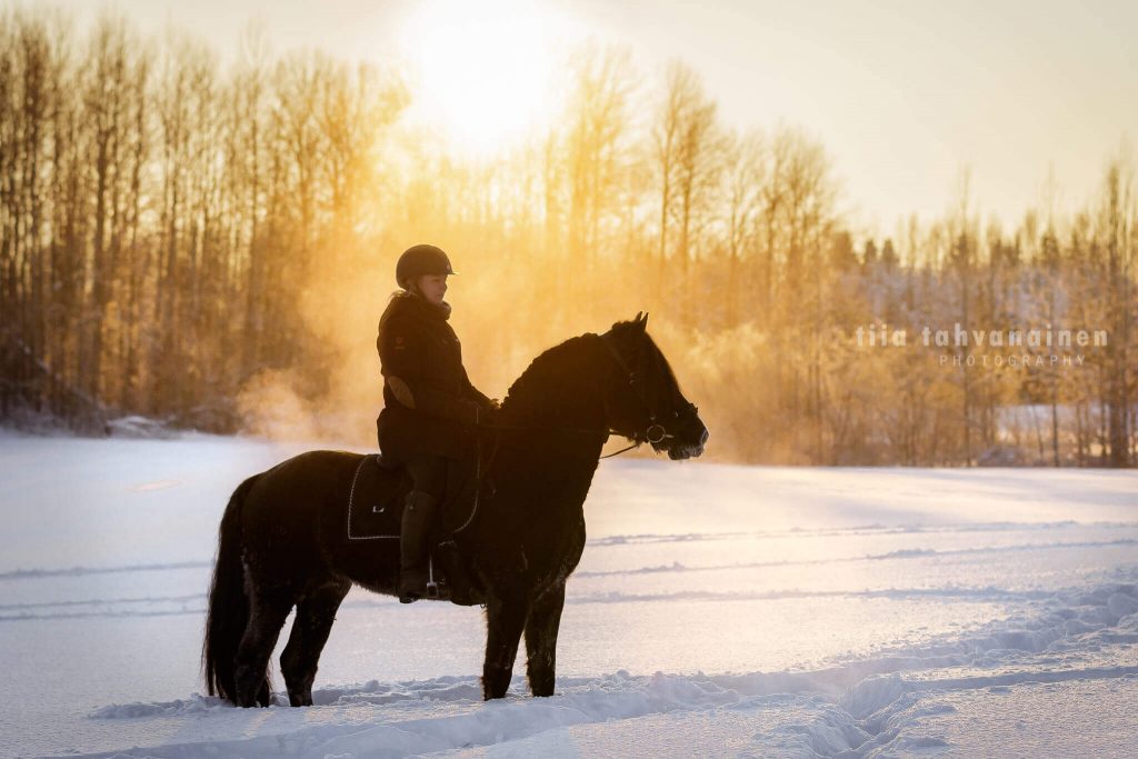 Suomenhevosori Melukylän Mersu ratsastaja selässään paksussa lumihangessa auringon laskiessa puiden taakse