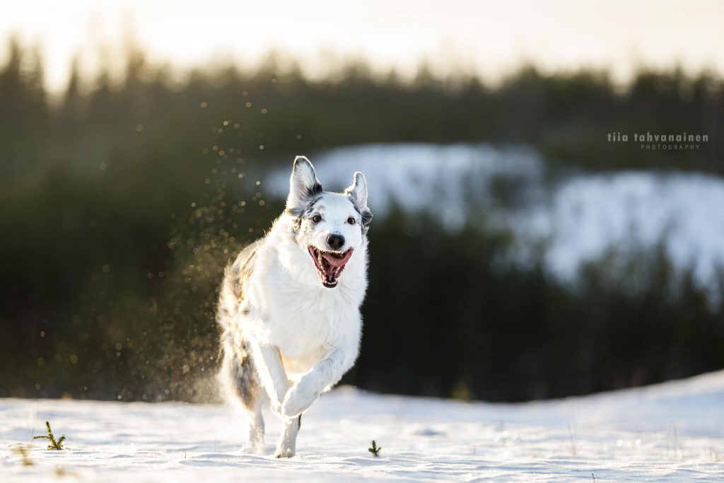 Sekarotuinen uros Velmu juoksemassa suu auki, lumi pöllyten kohti kameraa lumisessa maisemassa Hyvinkäällä