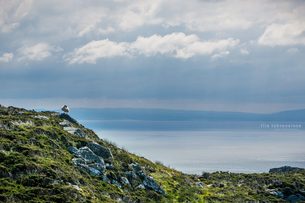 Lammas paistattelemassa päivää Irlannin Slieve Leaguen kallioiden reunoilla meritaustaa vasten auringonsäteiden tullessa pilvien raoista