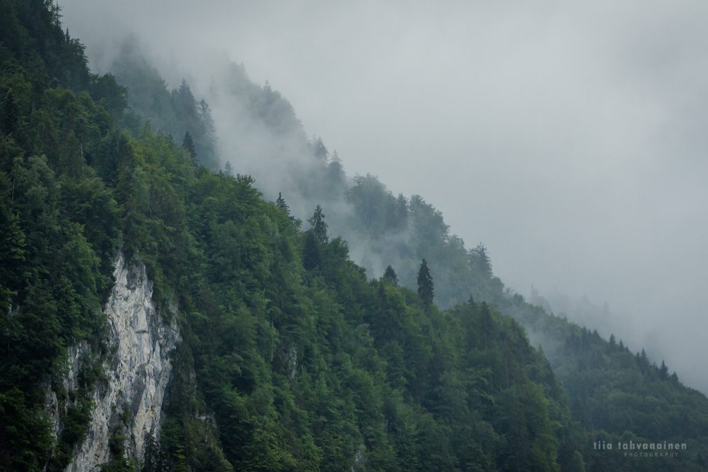 Sumuista metsää ja vuorimaisemaa Itävallasta