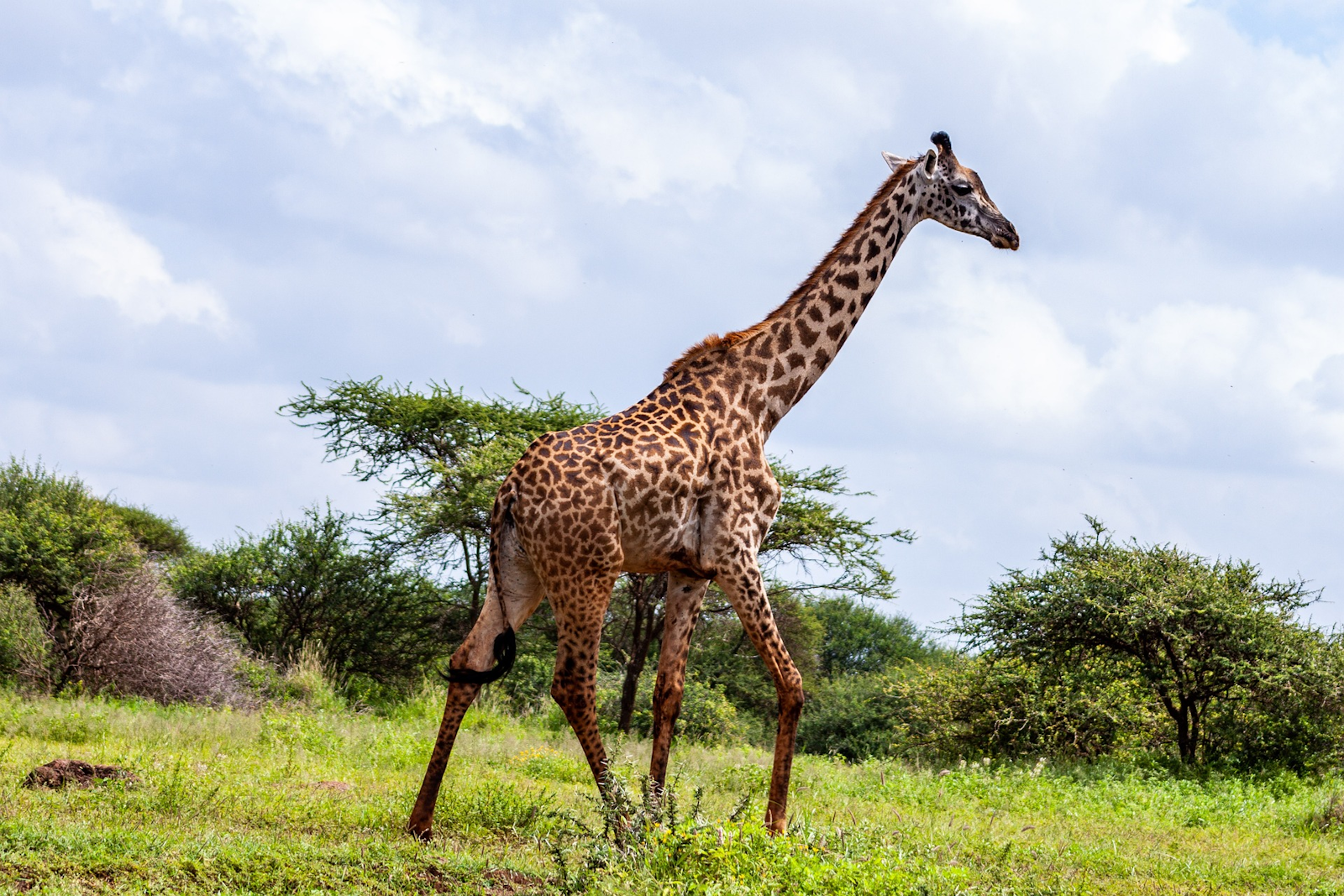 Giraf i Amboseli National Park