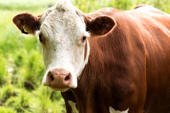 Cow