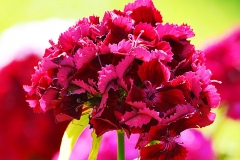 Sweet William