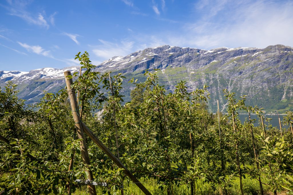 Første del av turen går gjennom fruktbygda Lofthus.