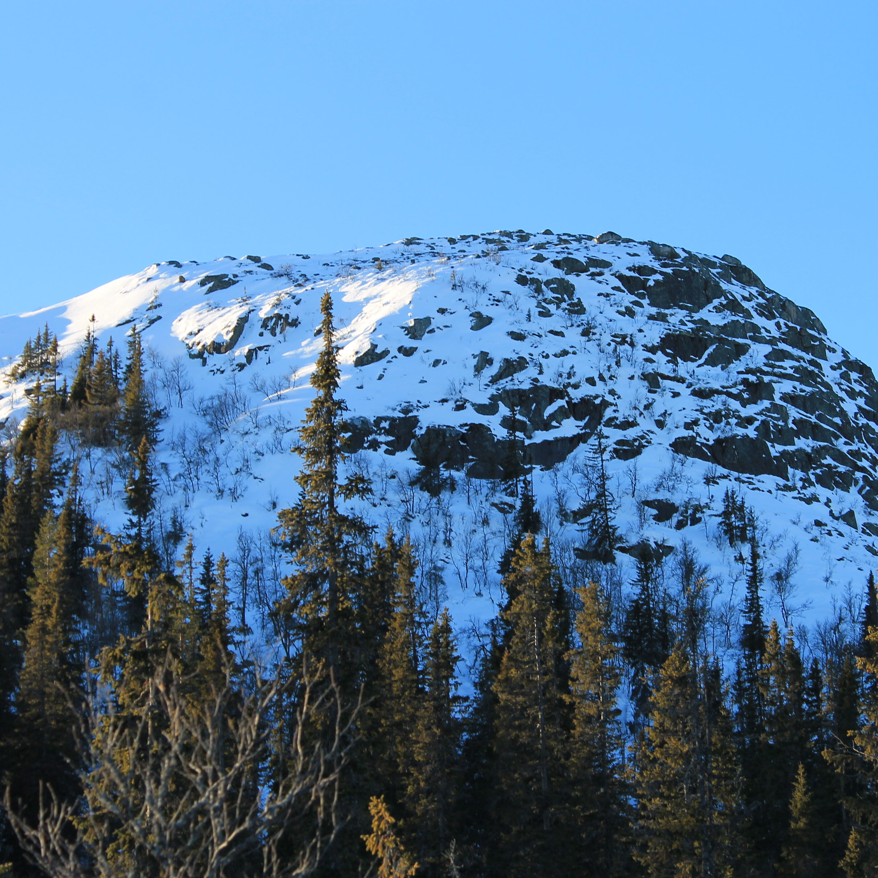 Nevlingkollen stikker opp av skogen.