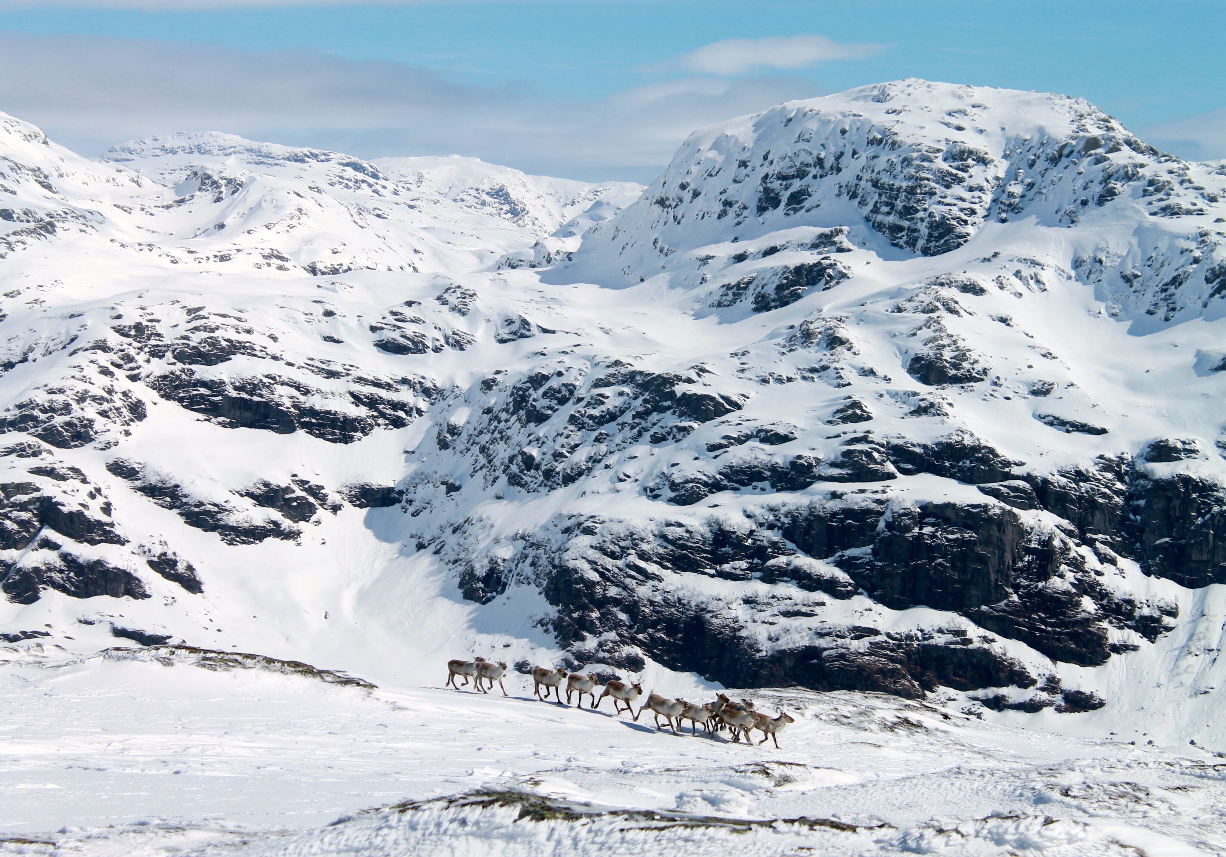 Reinflokk på vei over Byrkjefjellet. Fotasperrnuten i bakgrunnen.