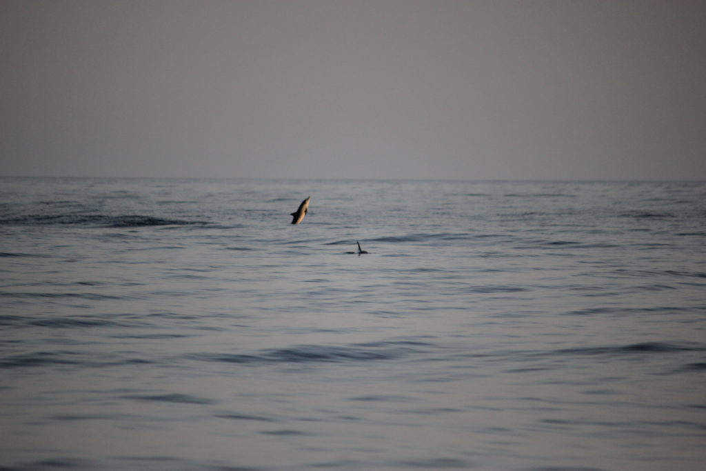 Delfine-im-Mittelmeer-Sardinien