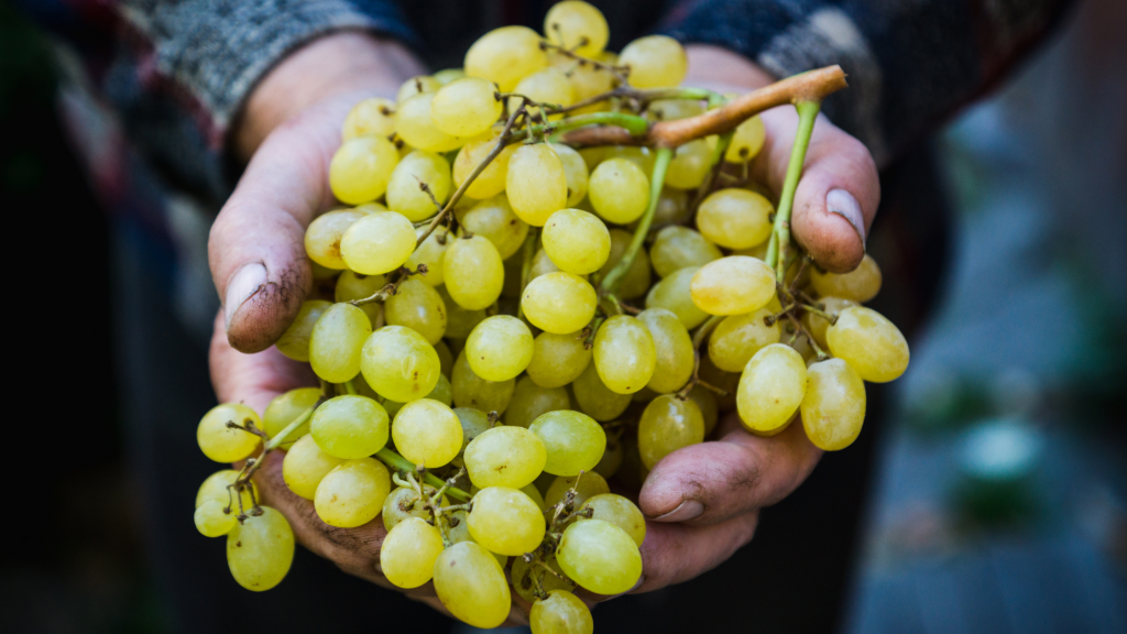 benefits of grapes