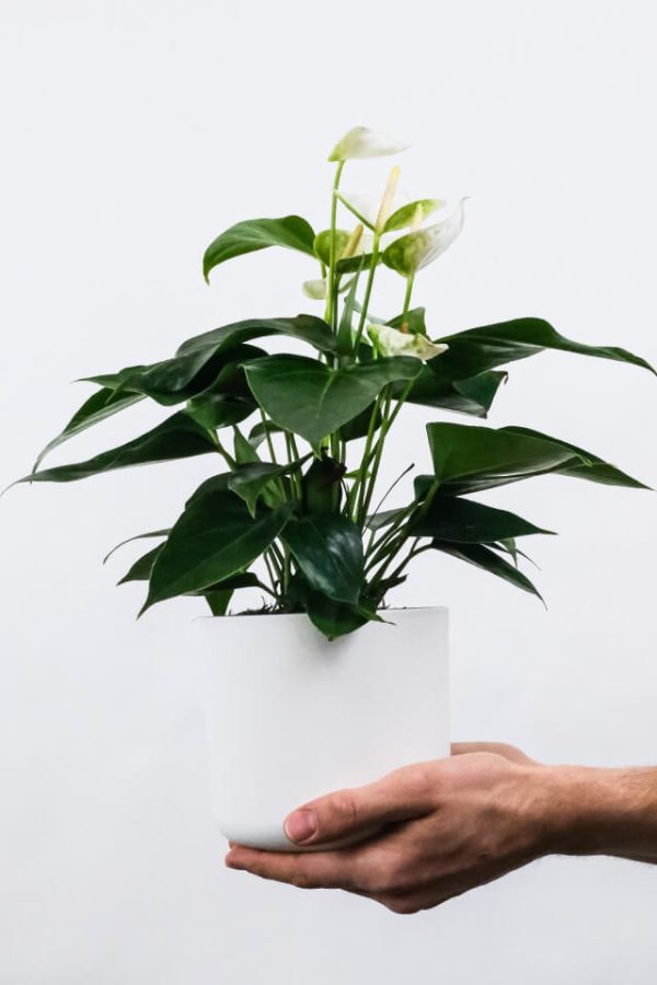 Golden Pothos Pole - Bilde 2