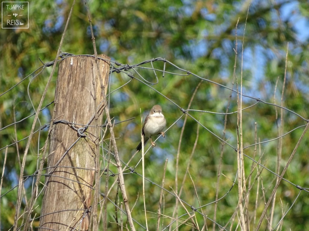 spotvogel