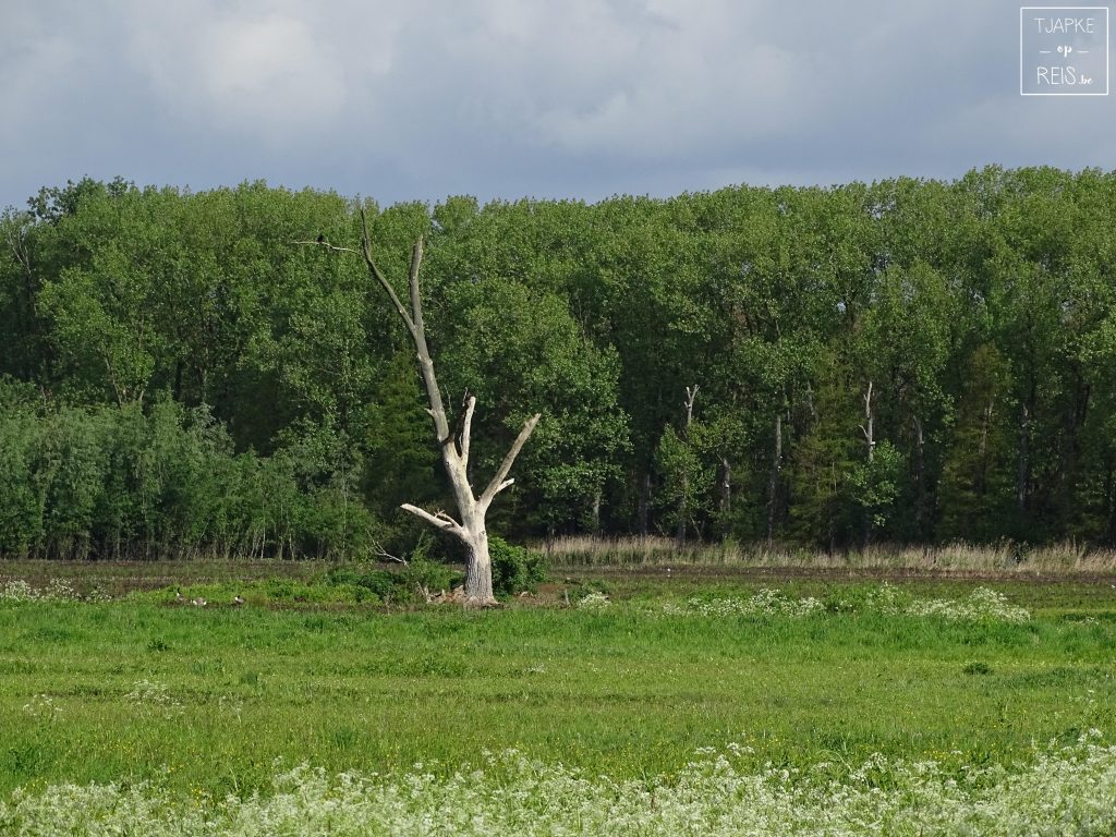 Bourgoyen-Ossemeersen